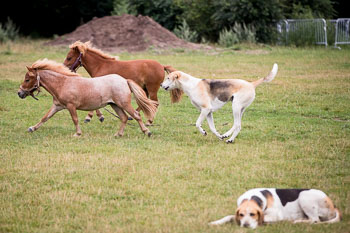11 - Jugendjagdreiterlehrgang 11 - Jugendjagdreiterlehrgang