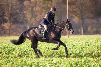 26 - Jagd Ehlbeck 26 - Jagd Ehlbeck