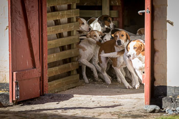 33 - Walking the Hounds 33 - Walking the Hounds