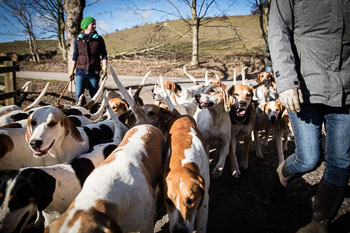33 - Walking the Hounds 33 - Walking the Hounds