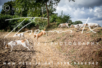 13 - Damenjagd Gut Bsthorst 13 - Damenjagd Gut Bsthorst