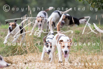 14 - Jagd Basthorst 14 - Jagd Basthorst