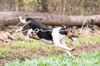 26 - Schleppjagd Untergut Grabow 26 - Schleppjagd Untergut Grabow