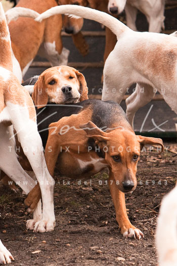 01 - Meutearbeit Wulfsen