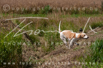 08 - Jagd Steinhorst 08 - Jagd Steinhorst