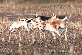 19 - Meutearbeit Wotersen