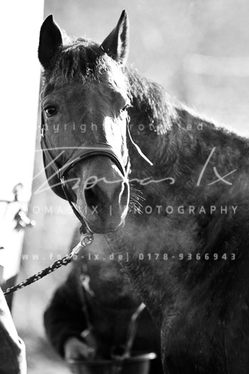 19 - Meutearbeit Wotersen