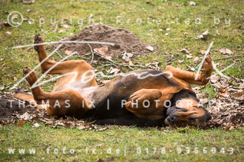 05 - Weser Vale Rehrhof