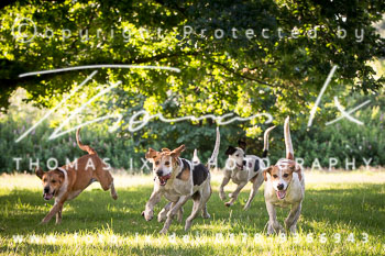 15 - Meutearbeit Horn