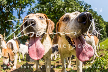 19 - Damenjagd Gut Basthorst