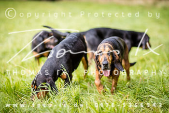 26 - Schleppjagd Goslar