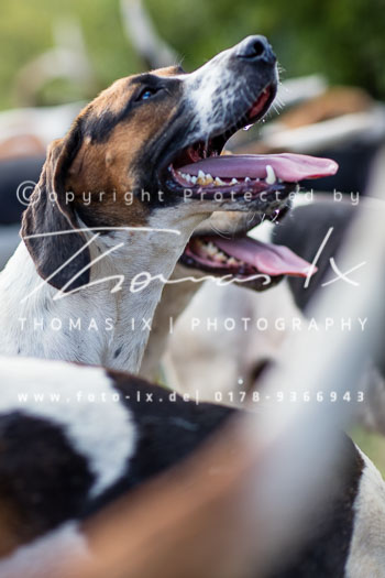 28 - Schleppjagd Thönse