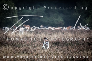 31 - Skowronski-Jagd Rehrhof