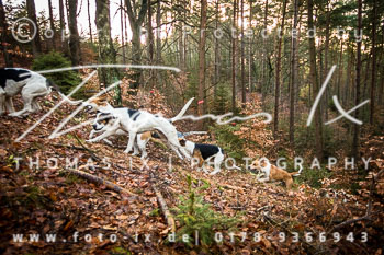 42 - Herbstjagd Toppenstedt 42 - Herbstjagd Toppenstedt