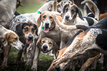 03 - Meutearbeit Schnellenberg