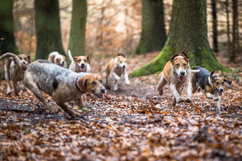 03 - Meutearbeit Schnellenberg