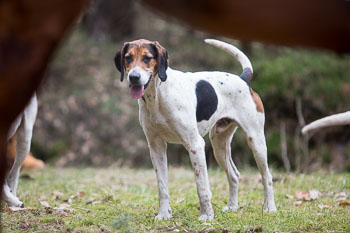 04 - Meutearbeit Einemhof