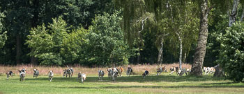 08 - Show Luhmuehlen