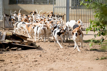 11 - Jugendjagdreiterlehrgang