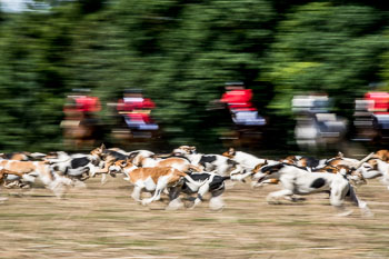 12 - Jagd Steinhorst