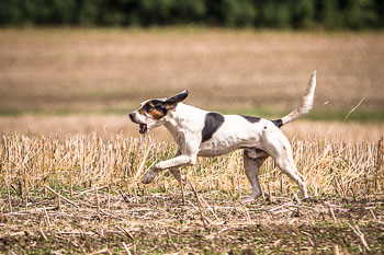 12 - Jagd Steinhorst 12 - Jagd Steinhorst