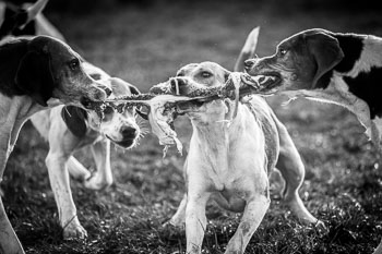 24 - Jagd Thedinghausen