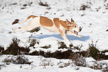 25 - Jagd Hermannsburg