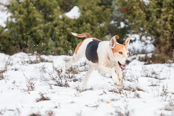 25 - Jagd Hermannsburg