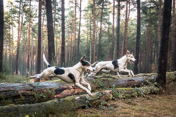 26 - Jagd Ehlbeck 26 - Jagd Ehlbeck