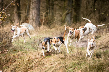 27 - Herbstjagd Sudermühlen