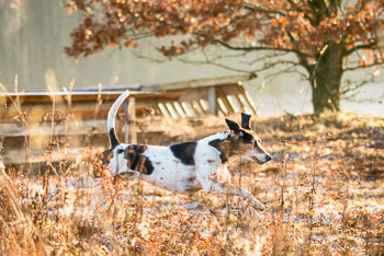 29 - Nikolausjagd Sudermühlen