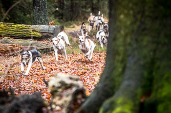 31 - Jagd Ehlbeck 31 - Jagd Ehlbeck