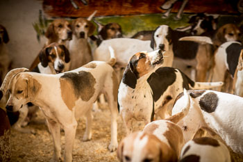 33 - Walking the Hounds 33 - Walking the Hounds