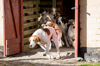 33 - Walking the Hounds 33 - Walking the Hounds