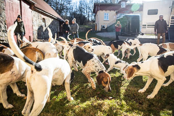 33 - Walking the Hounds 33 - Walking the Hounds