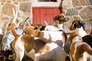 33 - Walking the Hounds