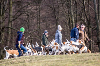 33 - Walking the Hounds 33 - Walking the Hounds