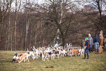 33 - Walking the Hounds 33 - Walking the Hounds