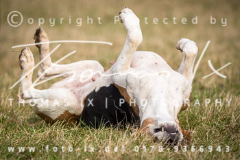 06 - Schleppjagd Langendorf (NM)