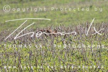 15 Jagd Kleefeld 15 Jagd Kleefeld
