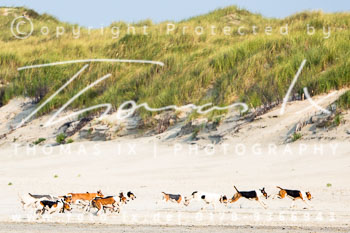 17 - Hundearbeit Norderney 17 - Hundearbeit Norderney
