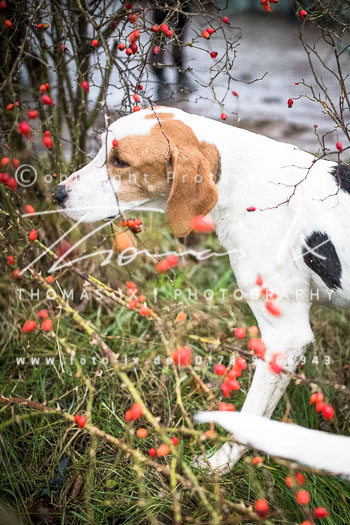 36 - Herbstjagd Toppenstedt