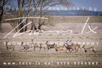 05 - Jagd Langendorf