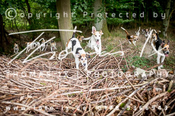 13 - Jagd Rohlfshagen 13 - Jagd Rohlfshagen
