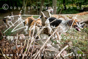 13 - Jagd Rohlfshagen 13 - Jagd Rohlfshagen
