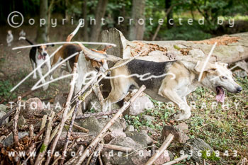 13 - Jagd Rohlfshagen 13 - Jagd Rohlfshagen