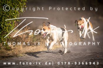 21 - Sko-Jagd Rehrhof