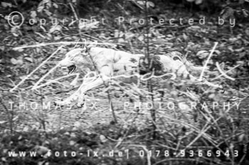 29 - Jagd Kirchdorf 29 - Jagd Kirchdorf