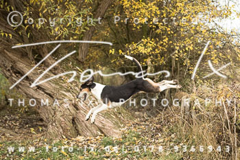 35 - Jagd Thedinghausen 35 - Jagd Thedinghausen