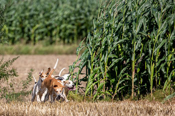 13 - Jagd Rohlfshagen 13 - Jagd Rohlfshagen